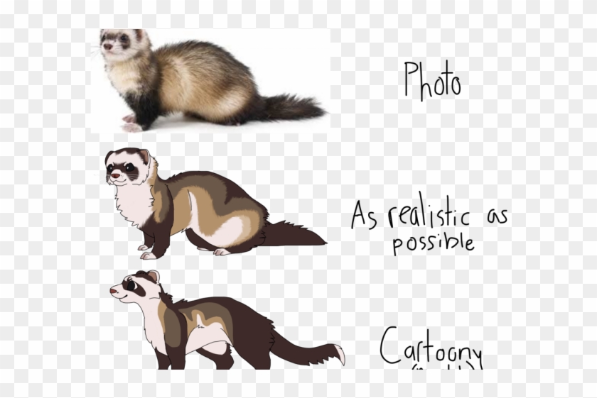 Drawn Ferret Realistic - Black Footed Ferret Meme Clipart