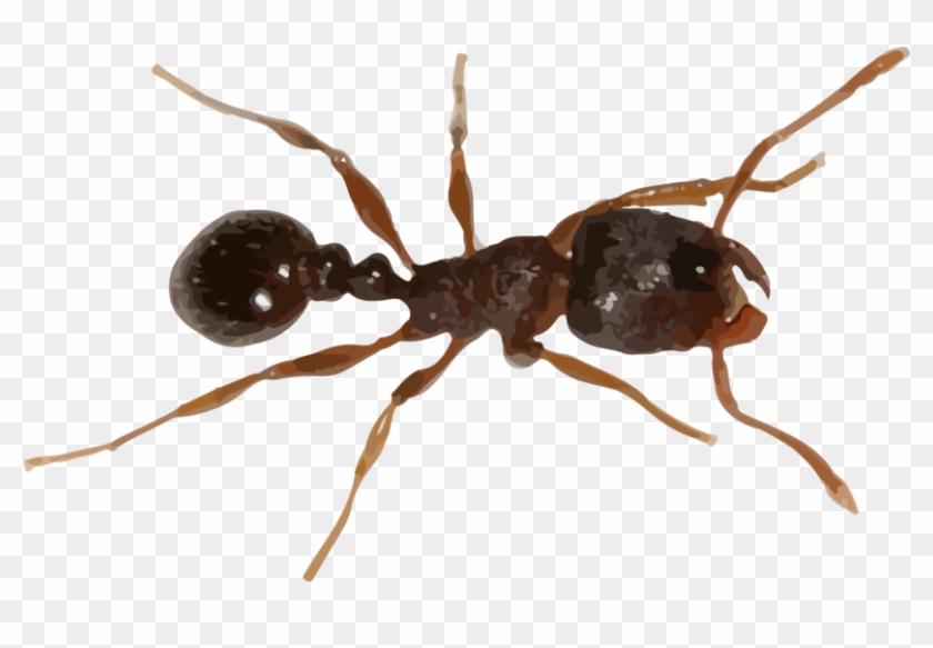 Fire Ant Png - Pavement Ants Clipart