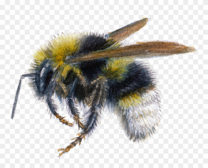 New Bumblebees , Png Download - Honeybee Clipart #2779242