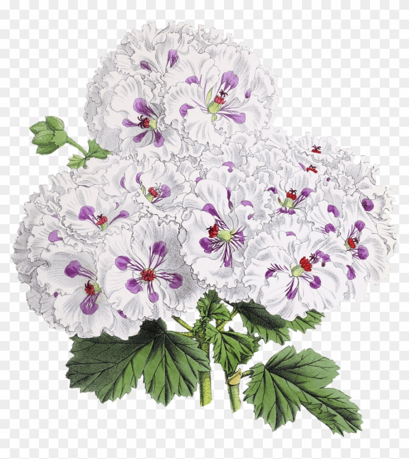 Transparent Flower Drawing - Bunga Garamium Png Clipart #2779368