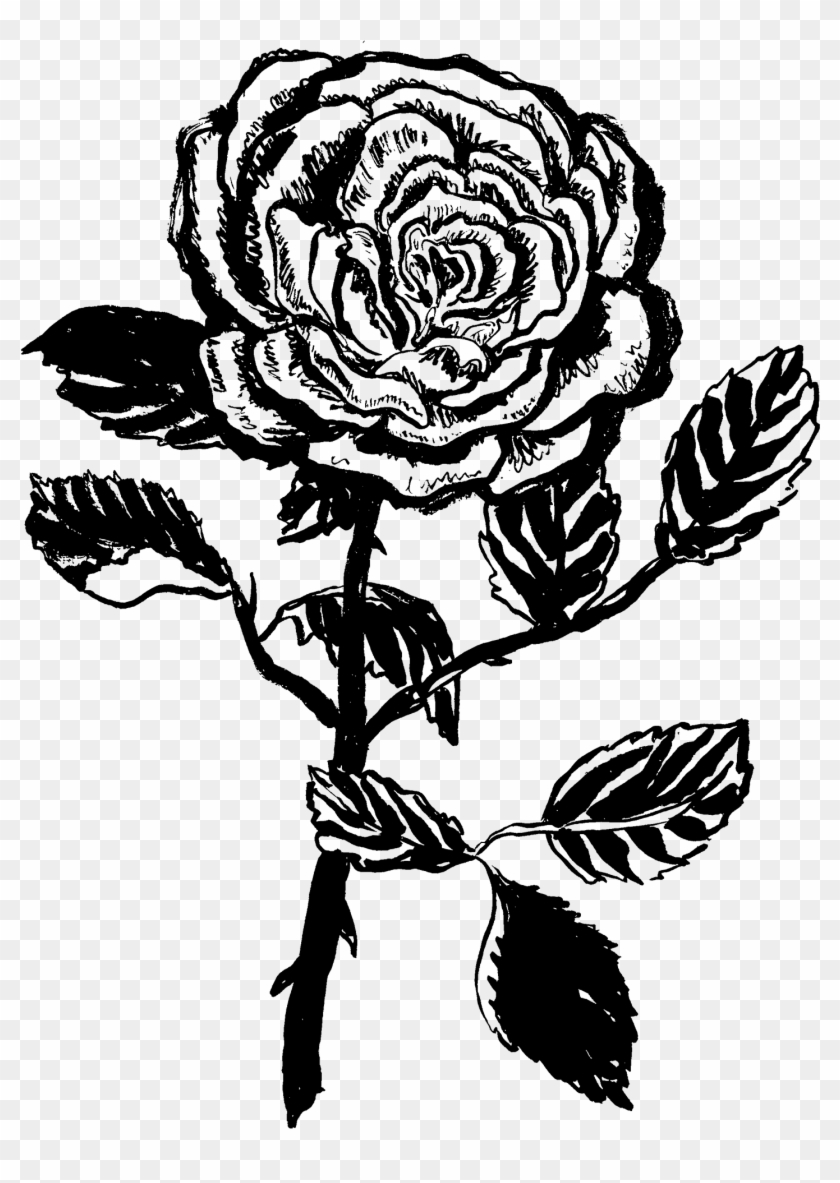 Brassneck - Garden Roses Clipart