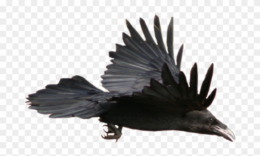 Crow Flying Png - Stock Raven Flying With Alpha Layer Clipart #2780402