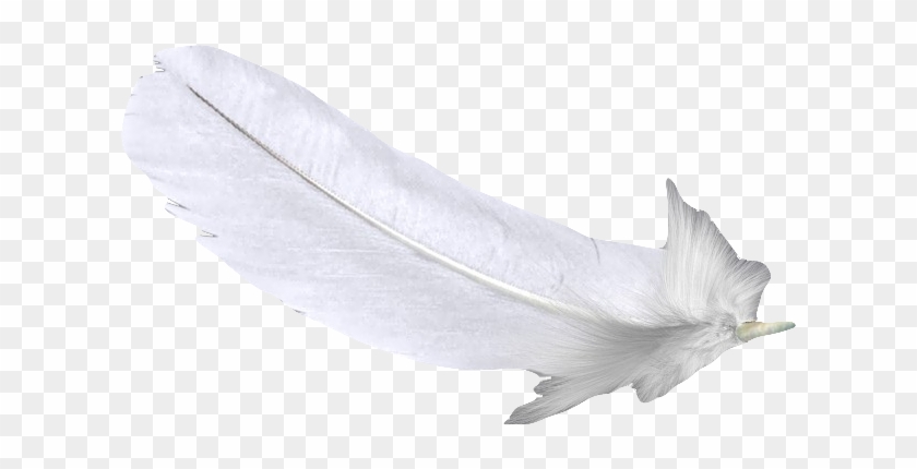 Feather White U767du8272u7fbdu6bdb Free Hq Image Clipart - White Feather Flower - Png Download #2780412