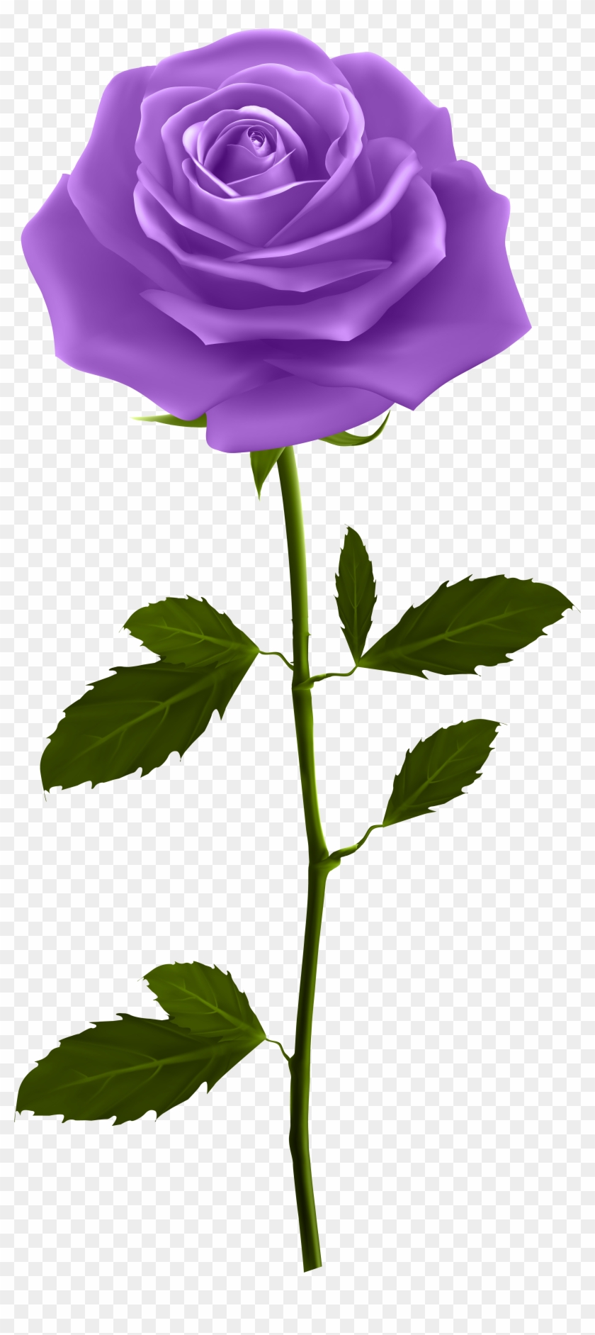 Cartoon Rose Png Clipart