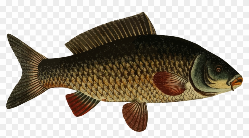 Bass Transparent Freshwater Clipart