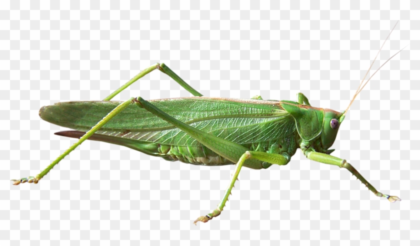 Grasshopper Png - Grasshopper Transparent Background Clipart #2781982