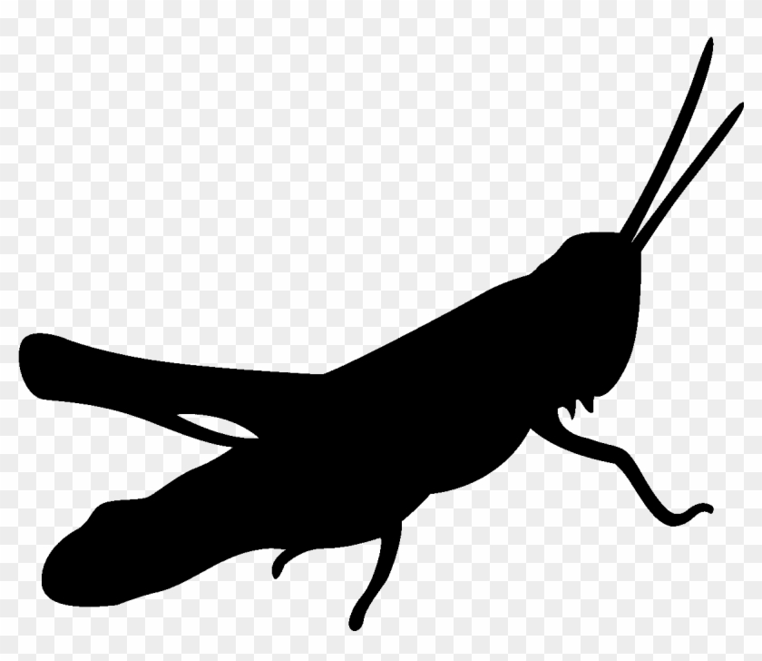 Silhouette Grasshopper - Grasshopper Silhouette Clipart - Png Download #2782020