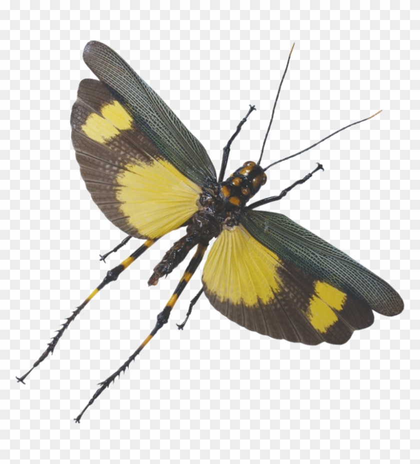 Grasshopper Png Clipart Background - Grasshopper Flying Transparent Png #2782093