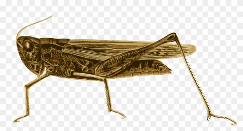 Clipart Free Download Grasshopper Big Image Png - Grasshopper Transparent Png #2782127