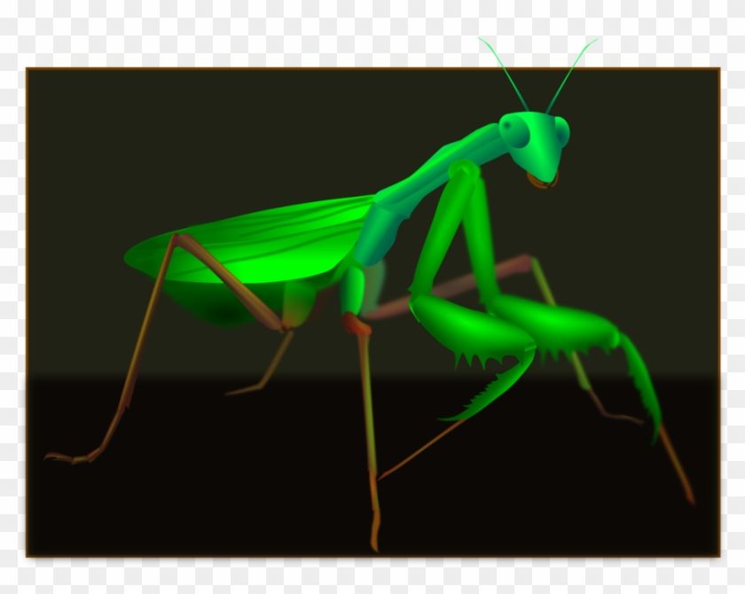 Mantis Grasshopper Insect Pest Cricket Wireless - Mantidae Clipart #2782159
