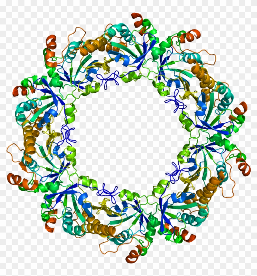 Protein Prdx2 Pdb 1qmv - Human Peroxiredoxin 3 Structure Clipart #2782329