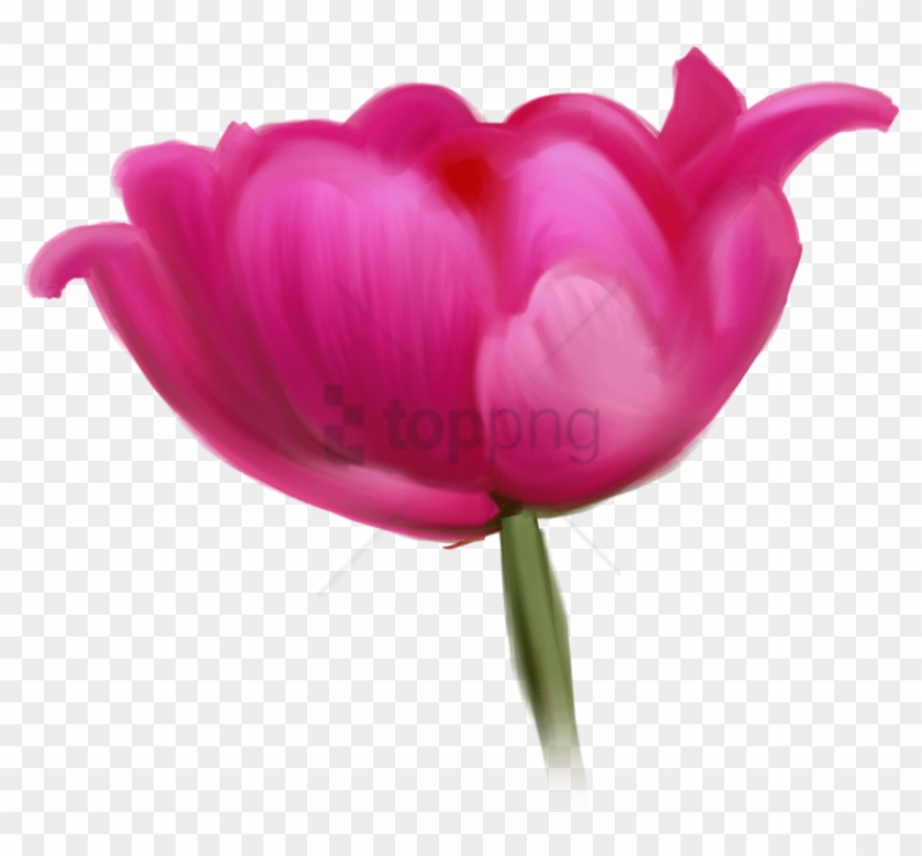 Free Png Tulip Cut Flowers Raster Graphics- Tulip Cut - Tulip Clipart #2782463