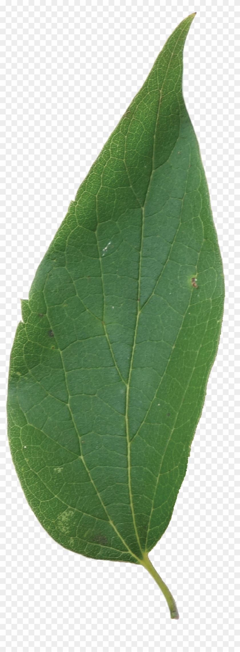 Buttonbush Clipart #2782933