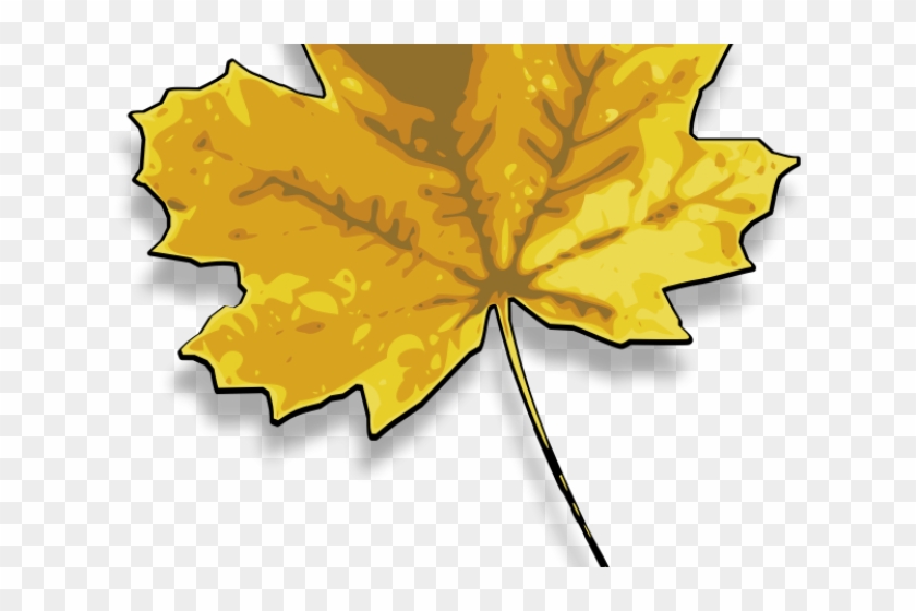 Maple Leaf Clipart Real - Maple Leaf - Png Download #2784599
