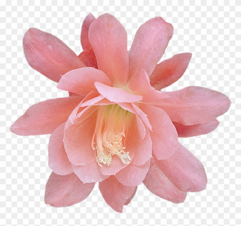 Pin By Katherine - Large-flowered Cactus Clipart #2784679