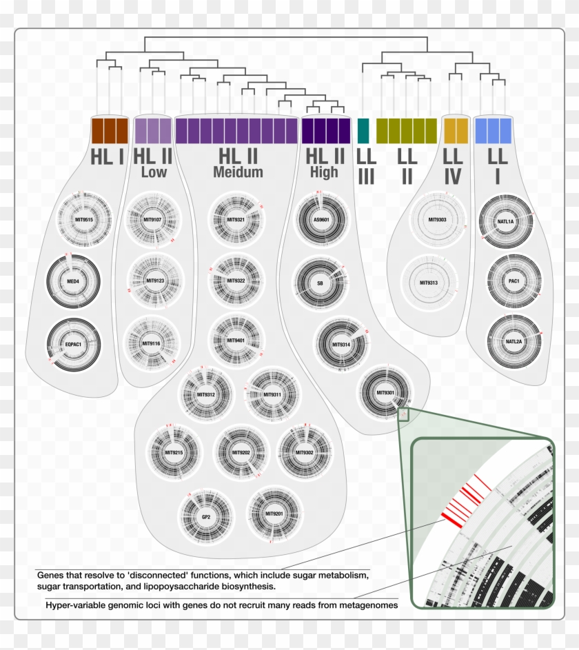 Prevalence Of Sugar Utilization In Prochlorococcus - Circle Clipart