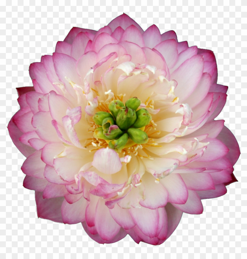 Beautiful Flower Hd Pink - 重 台 荷花 Clipart
