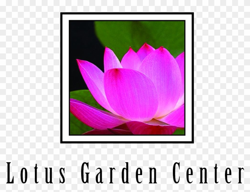 Lotus Garden Center - Sacred Lotus Clipart