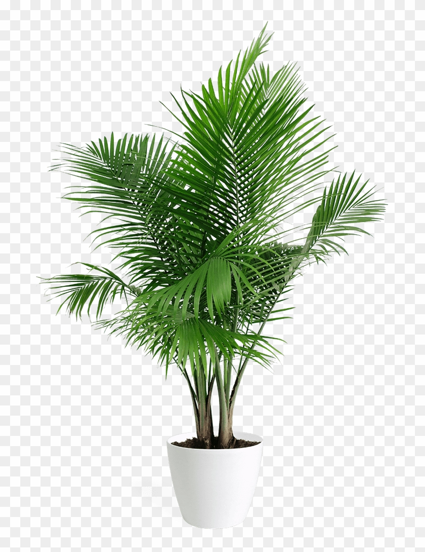 It's Our First Anniversary And We're Having A Party - Paradise Palm Clipart