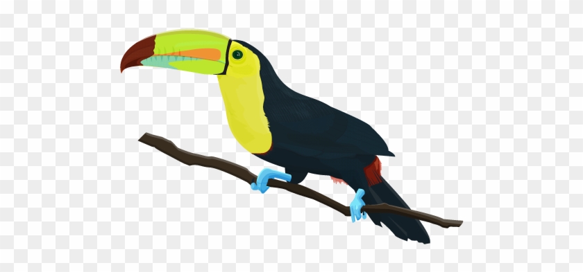 Keel-billed Toucan < [ Ramphastos Sulfuratus ] - Keel Billed Toucan Png Clipart #2789008