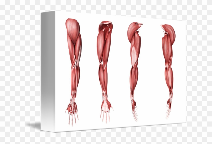 Human Arm Muscles - Arm Muscles Artists Clipart #2789385