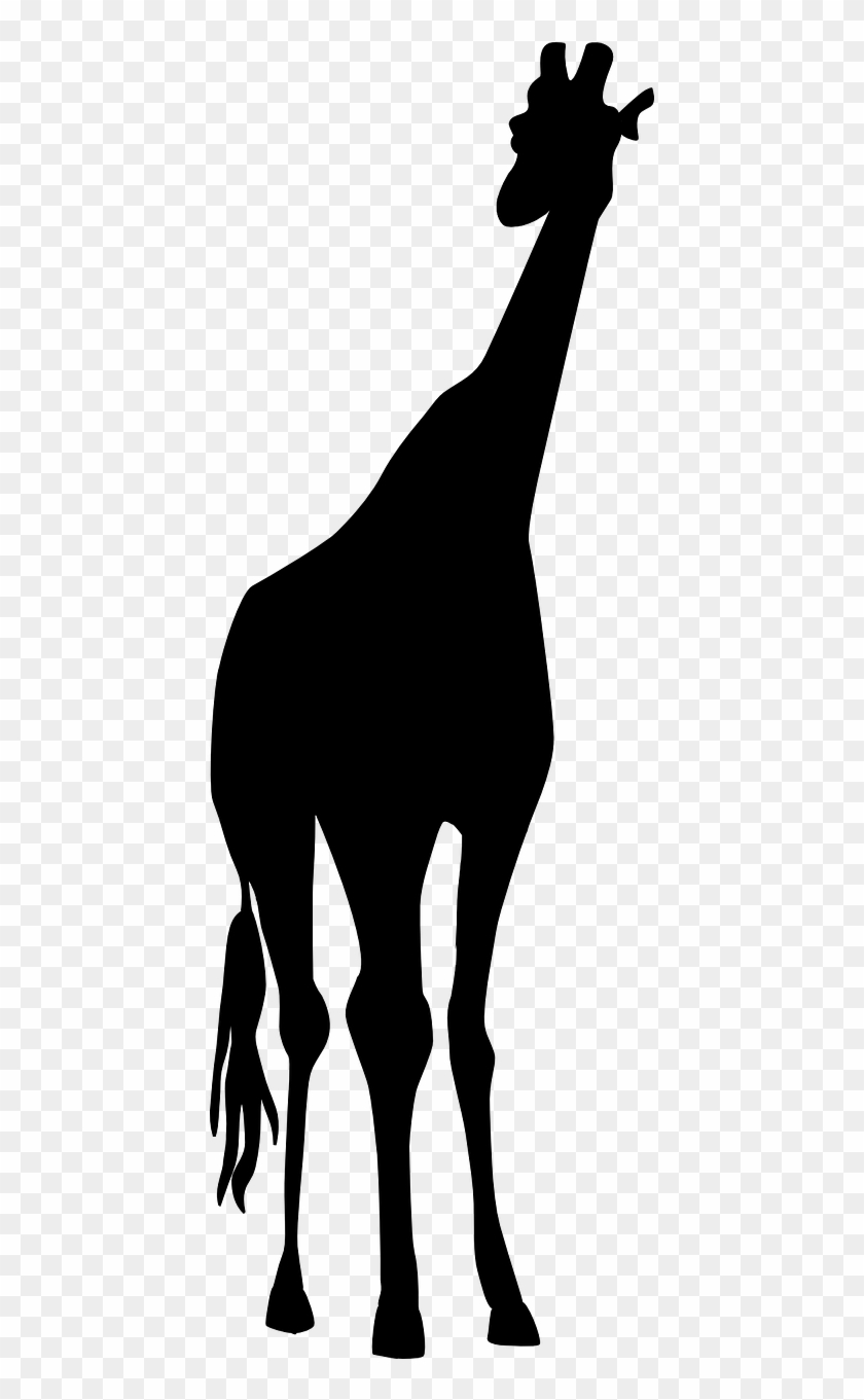 Giraffe Safari Black Tall Png Image - Jirafa En Negro Png Clipart #2791480