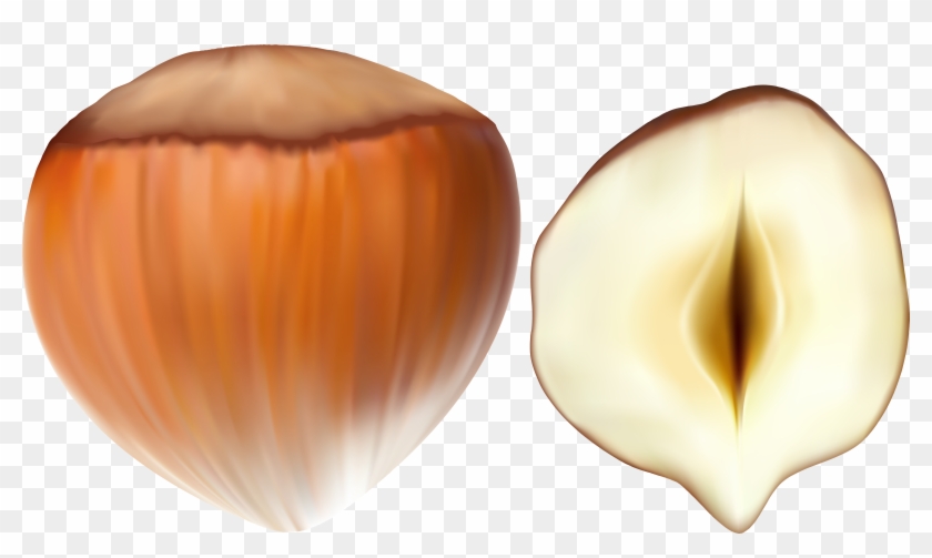 View Full Size Veneroida Clipart (2791784) PikPng