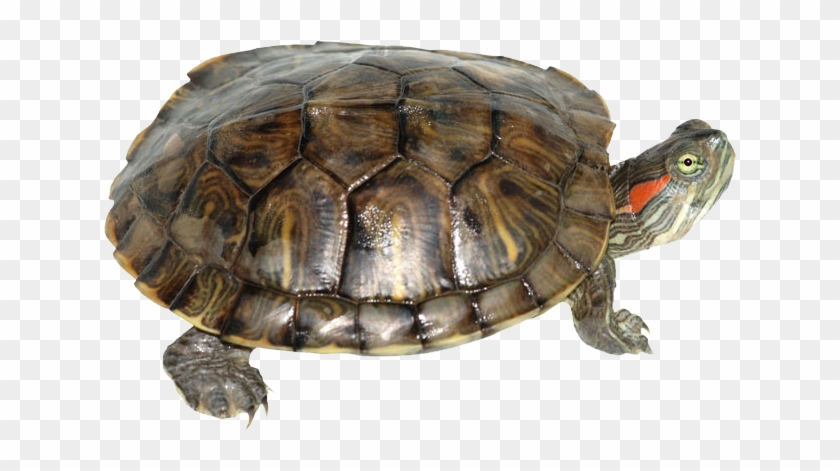 Download Box Turtle Transparent Png - Red Eared Slider Turtle Clipart #2792596