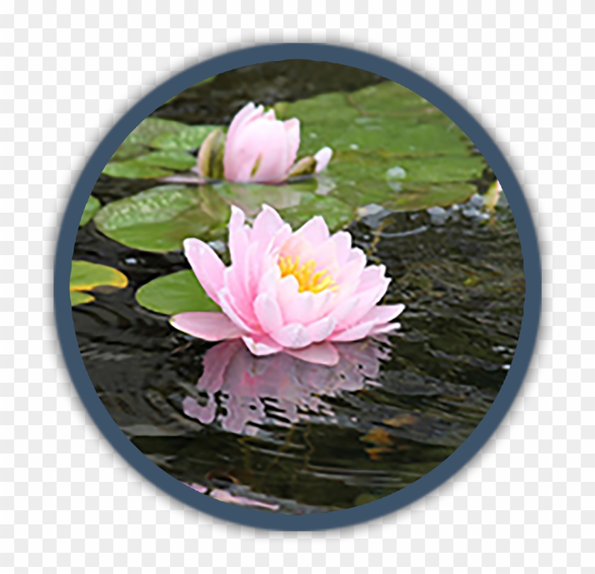 Water Lily , Png Download - Water Lily Clipart