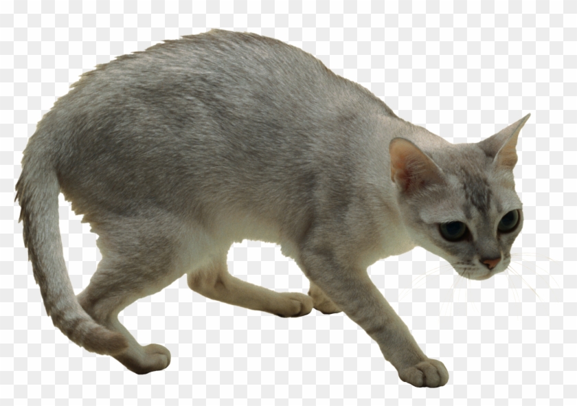 Cat Png - Cats Clipart