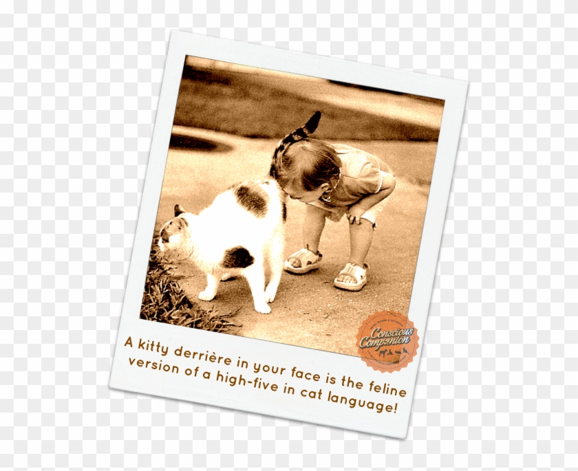 Cat Greeting - Dog's Butt On A Cat's Face Clipart