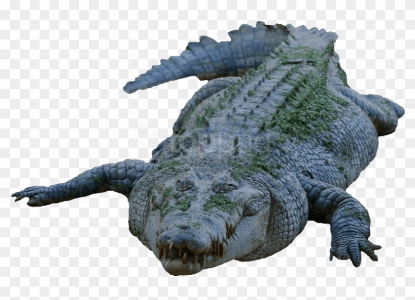 Free Png Download Crocodile Png Images Background Png - Magar Png Clipart