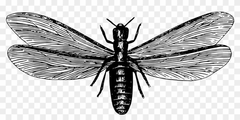 Ants And Termites Ants And Termites Pest Control - Flying Termite Clipart - Png Download