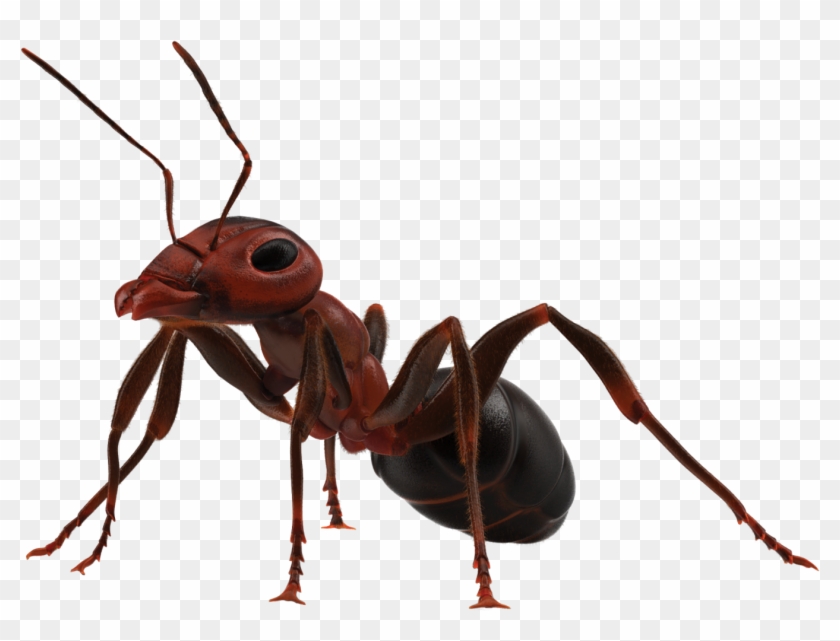 Insect Trivia What Is The Most Common - Ant Png Clipart #2795743