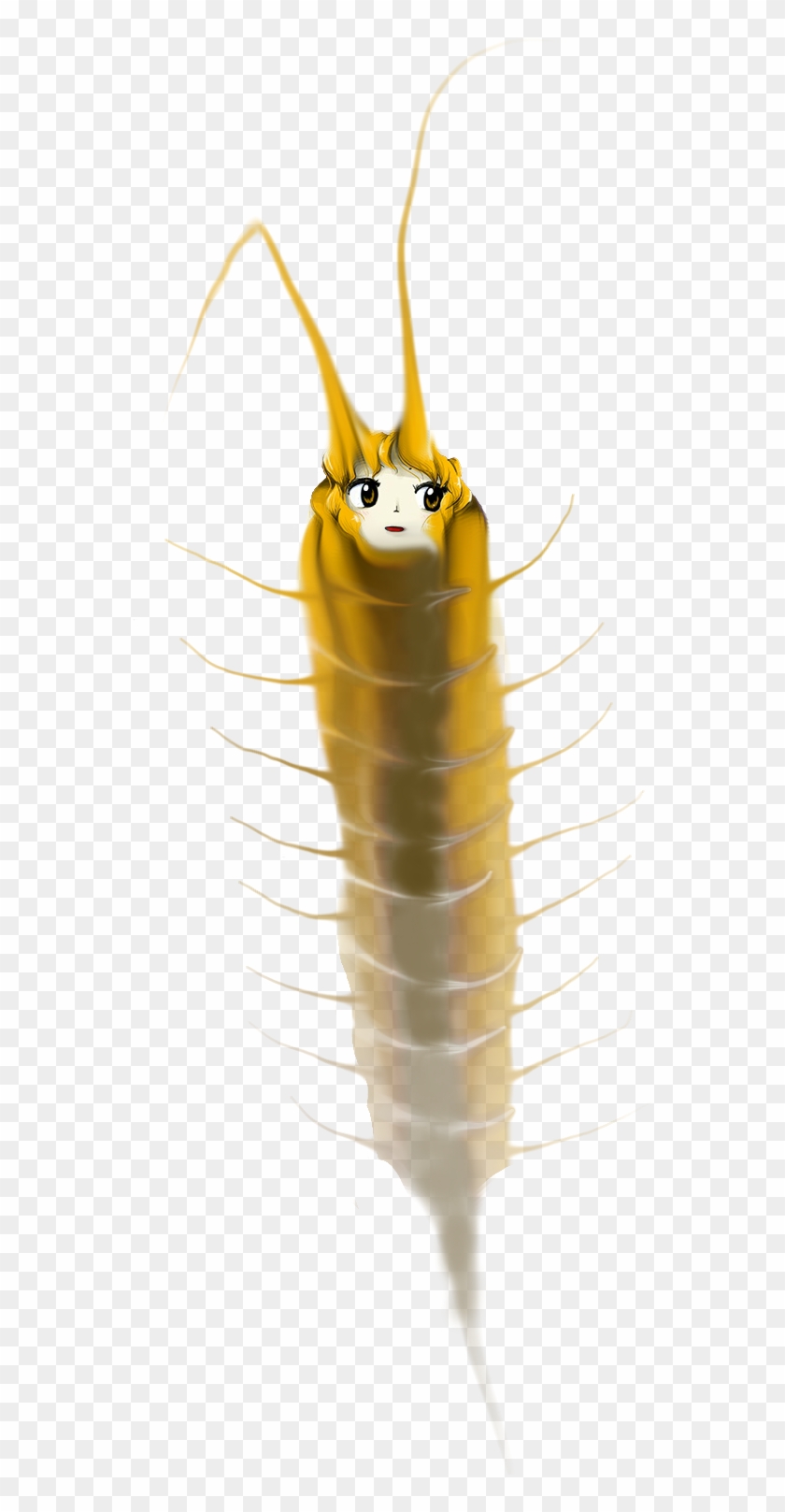 Insect Silverfish Invertebrate - Insect Clipart