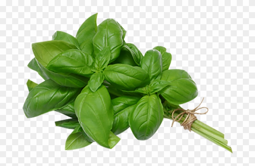 Bunch Basil Leaves - Sweet Basil Transparent Clipart