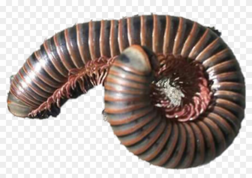 #centipede #photography #bugs @scarbullido #freetoedit - Grinding Wheel Clipart #2799765