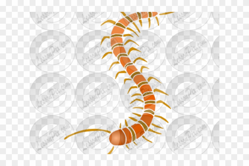 Centipede Clipart Arthropod - Insect - Png Download #2799815