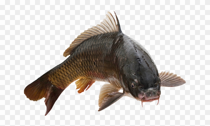 Common Carp Fish No Background Image - Fish On White Background Clipart