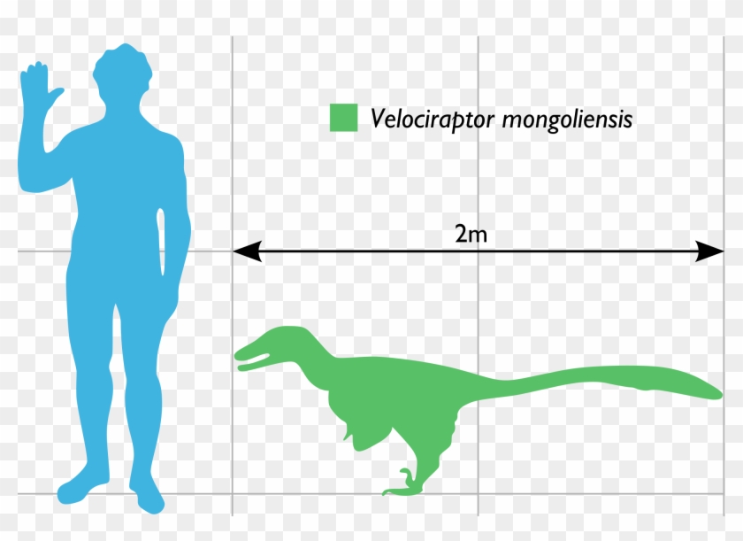 Open - Velociraptor Comparado Con Humano Clipart #280850
