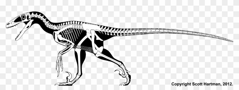 Drawn Velociraptor Claw - Deinonychus Scott Hartman Clipart #281205
