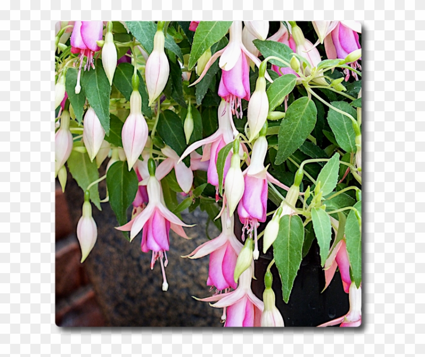 Fuchsia Fairy Lights - Petal Clipart