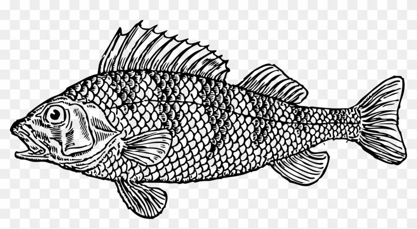 Fish Black And White Fish Black And White Clipart Kid - Fish Clip Art Black And White - Png Download #281905