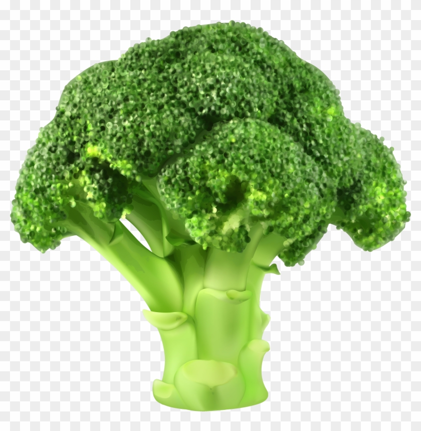 Broccoli Png Clipart - Broccoli Vector Png Transparent Png #282884