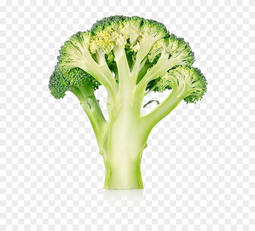 Broccoli Png No Background - Broccoli Cut Clipart