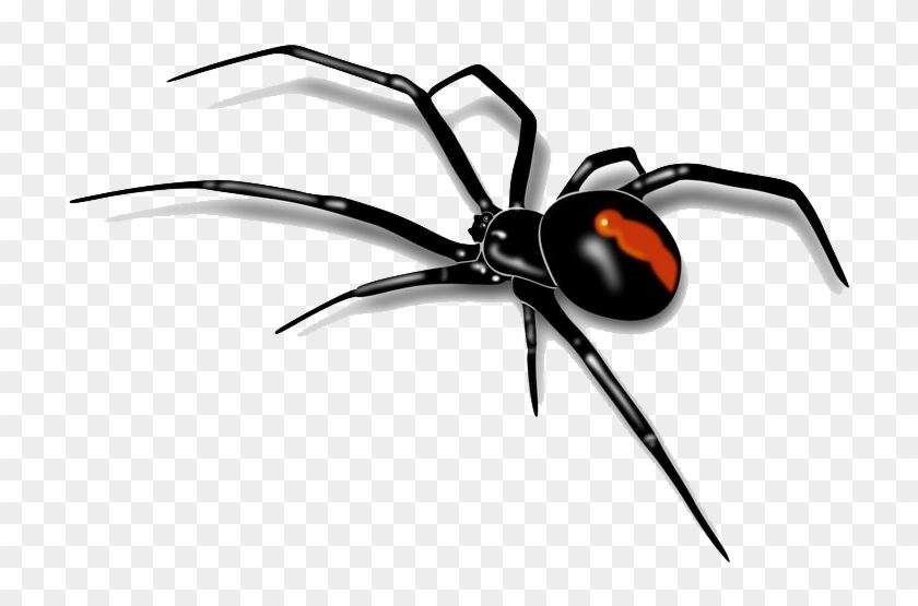 Clip Art Transparent Png Images Free Download Pngmart - Red Back Spider Drawing #283399