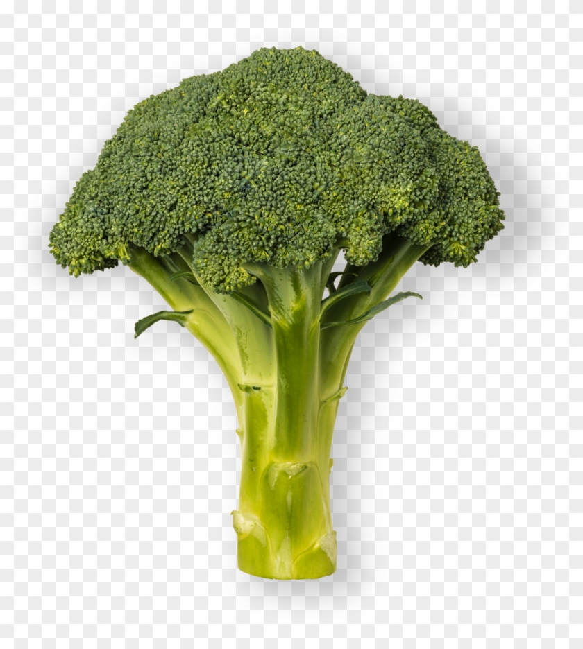 Broccoli , Png Download Clipart