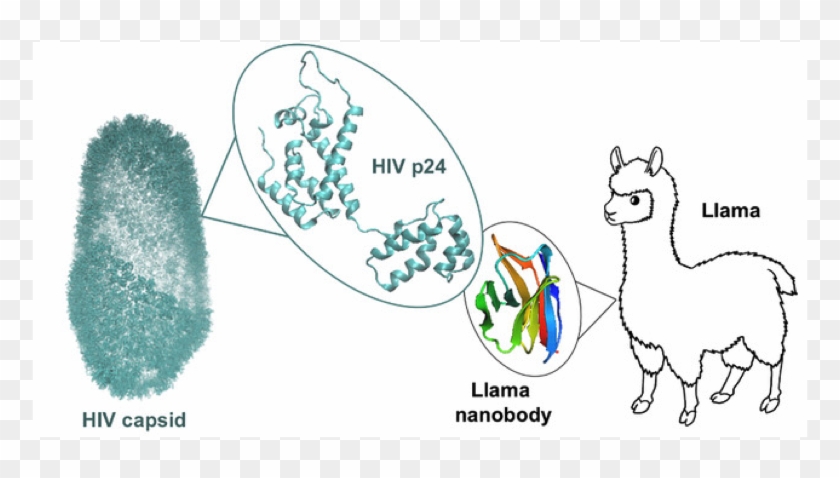 Lama Edit - Cartoon Clipart