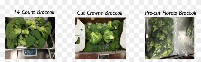 Broccoli Clipart #284658