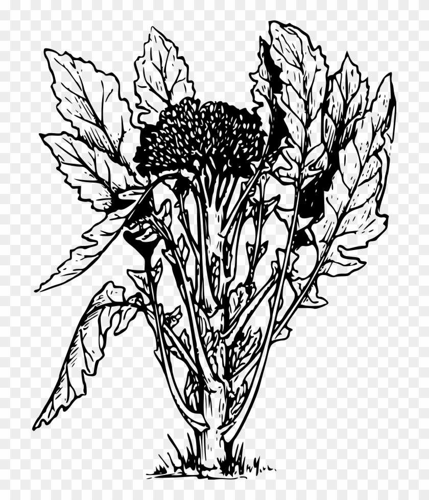 Broccoli Png Clipart #284984
